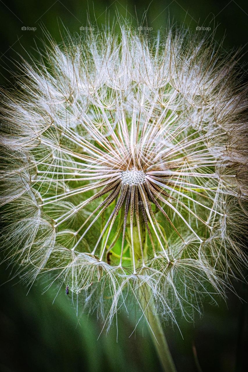 Dandelion 