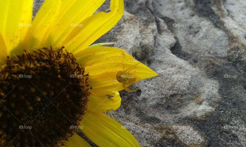 Nature, Summer, Sunflower, No Person, Flower