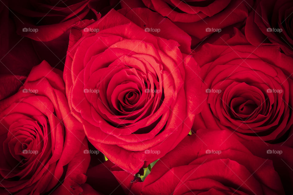 Beautiful rose close-up