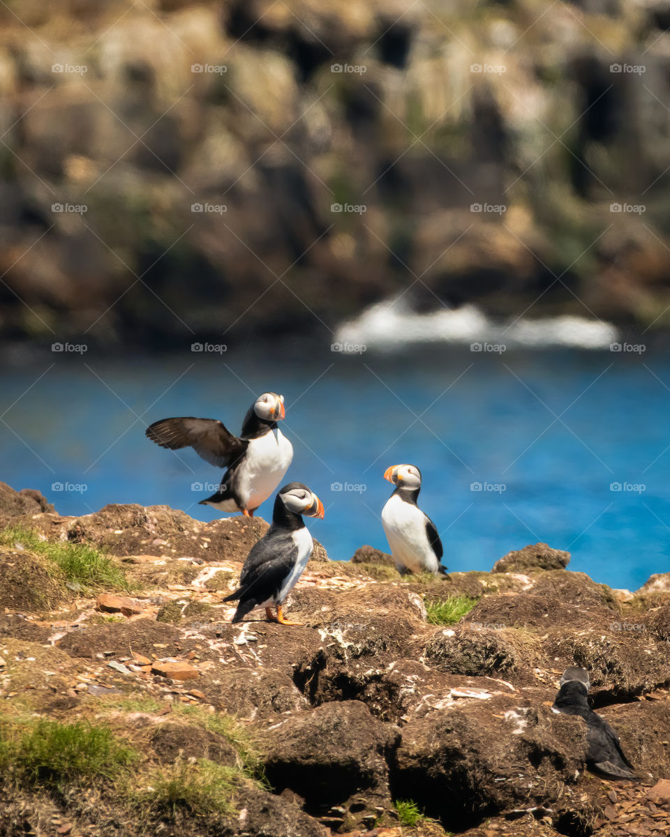 Three atlantic puffins with colorful beams perched on a rocky rugged coastline. Newfoundland, Canada. 