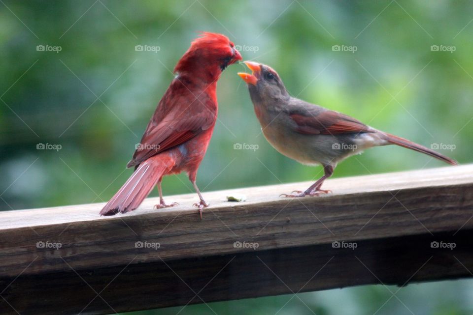 Cardinal Loving Pair