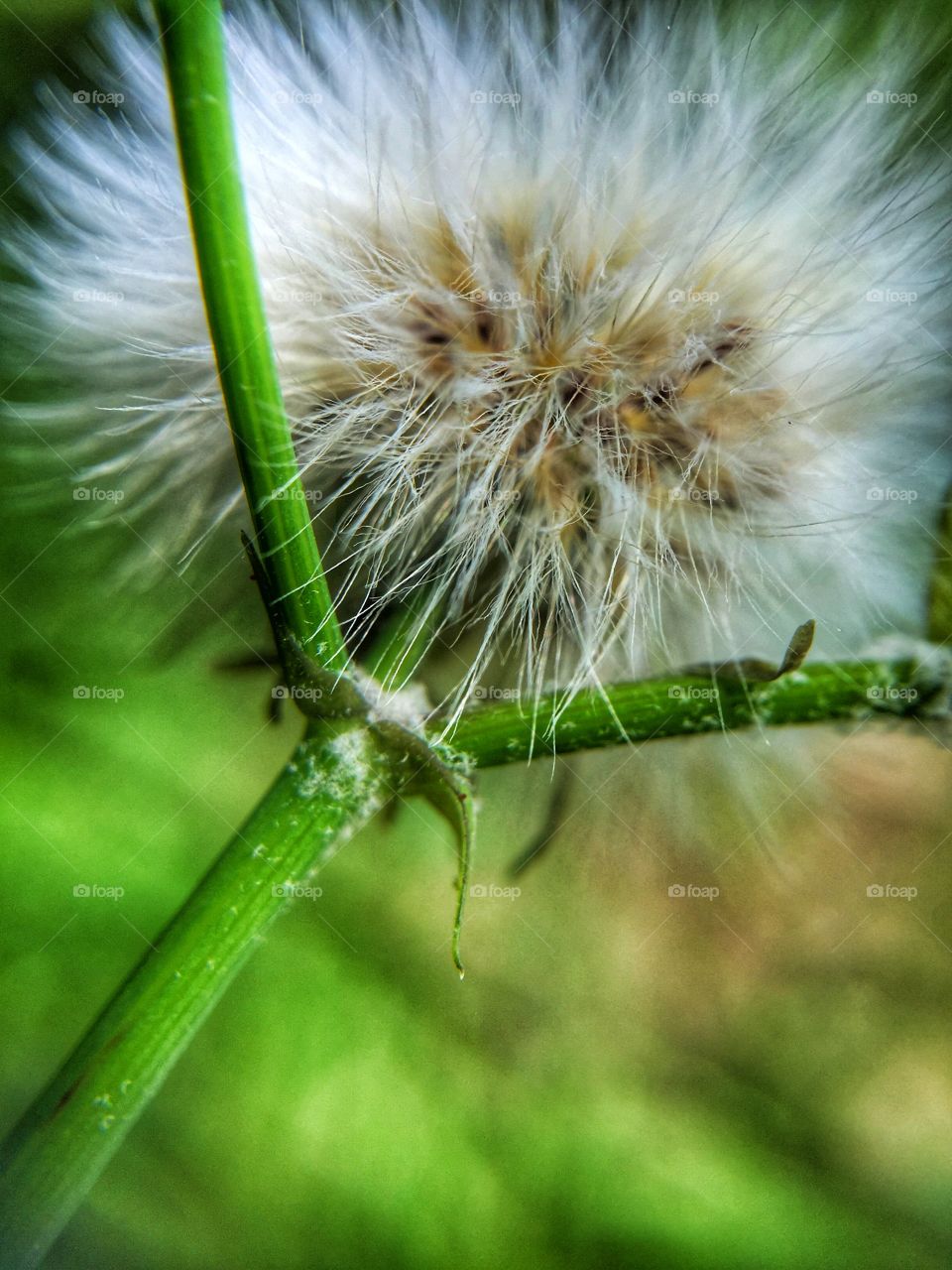 Dandelion 