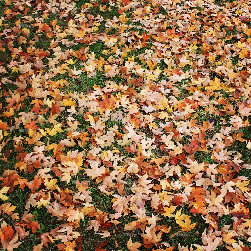 Fall leaves