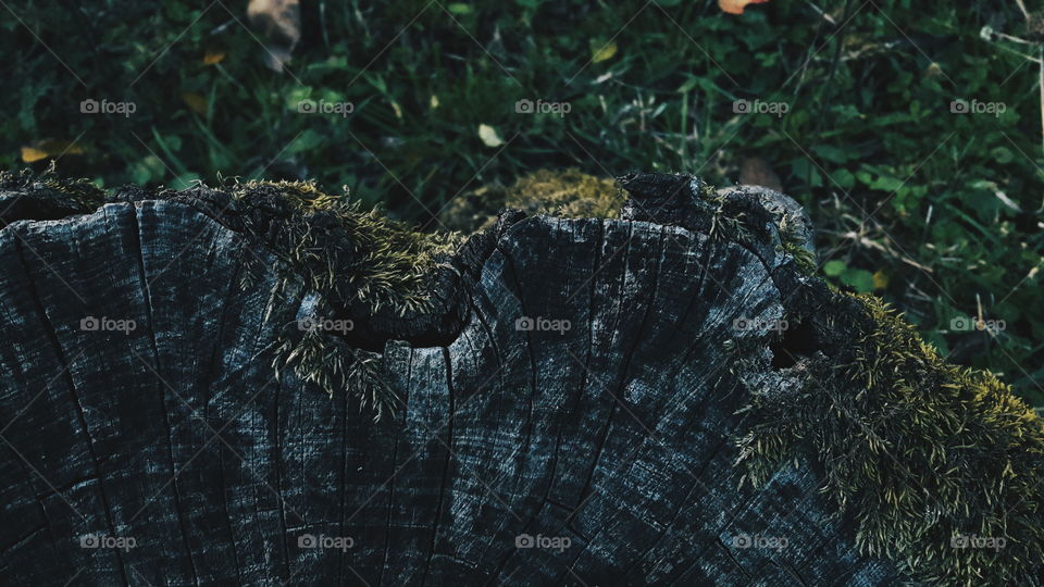 tree stump closeup in grass