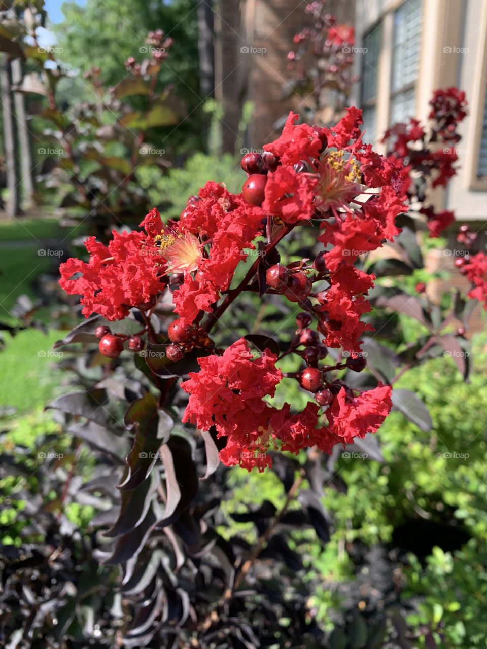 Crepe Myrtle