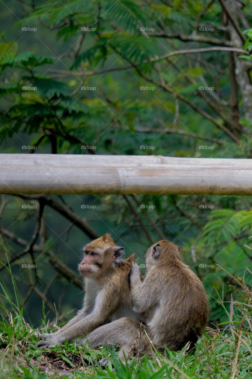 family monkey in forest near mt merapi