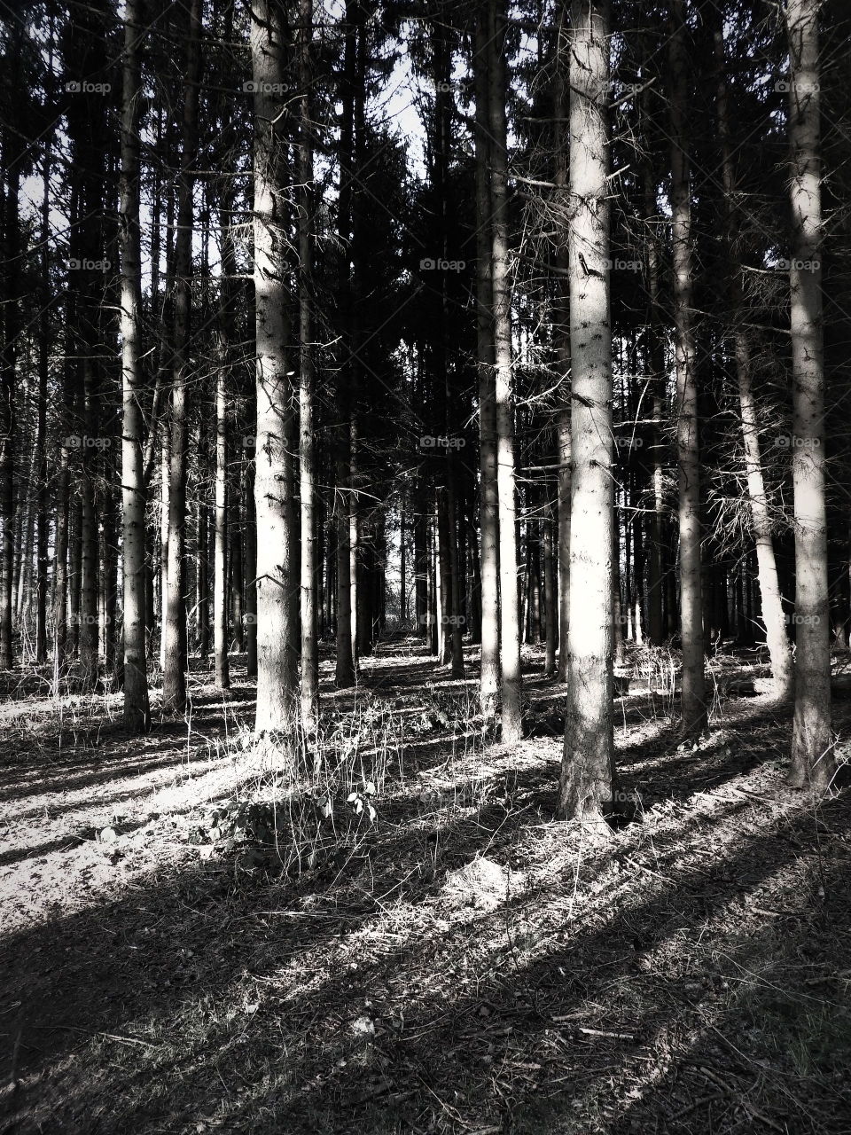 Gloomy forest in black and White