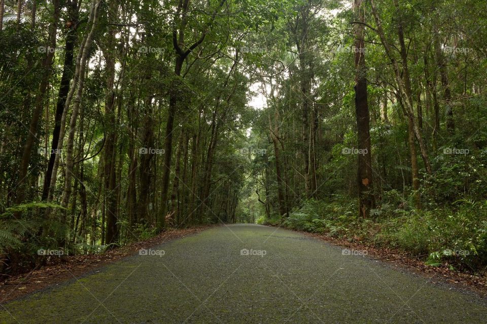 Rainforest Road