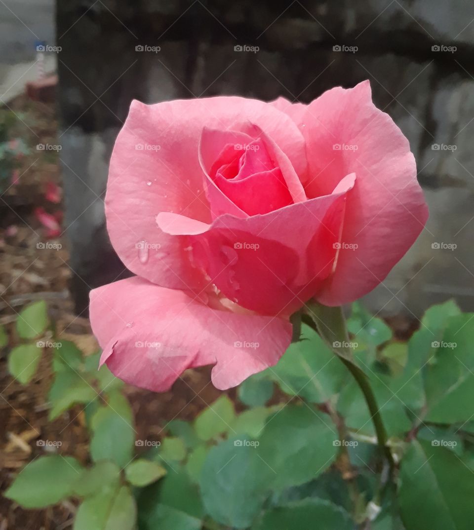 Pink rose
