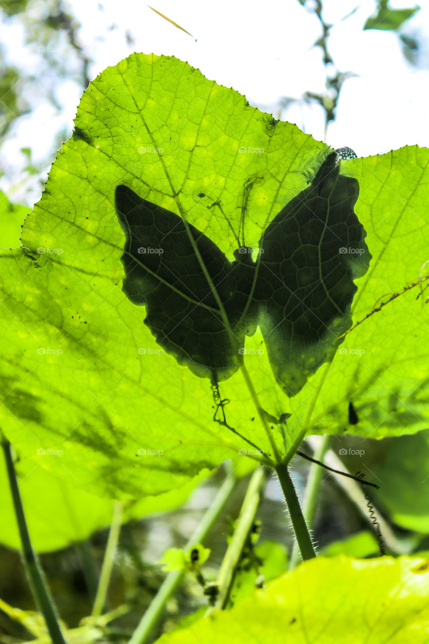 Amazing photography of shadow effect. shadow effect with Butterfly . Natural photography