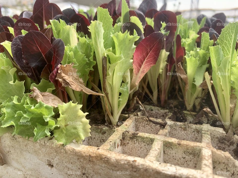 Lettuce plants