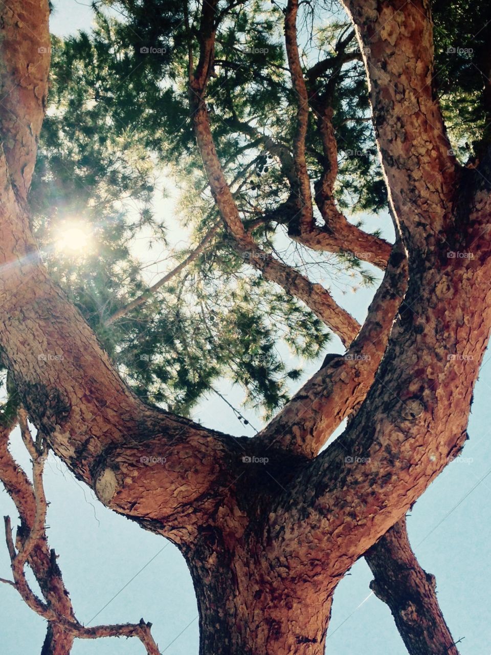 Fork in the tree. Tree from below