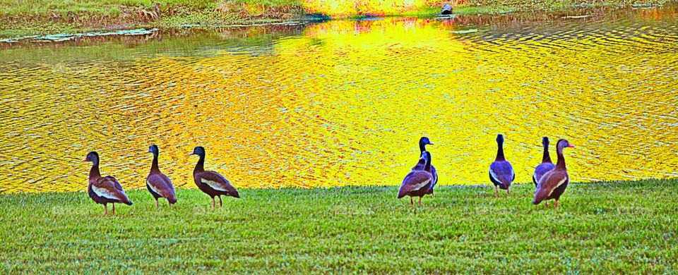 Ducks on Golden Pond 