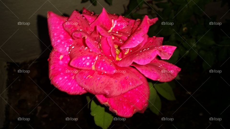rose with water drops