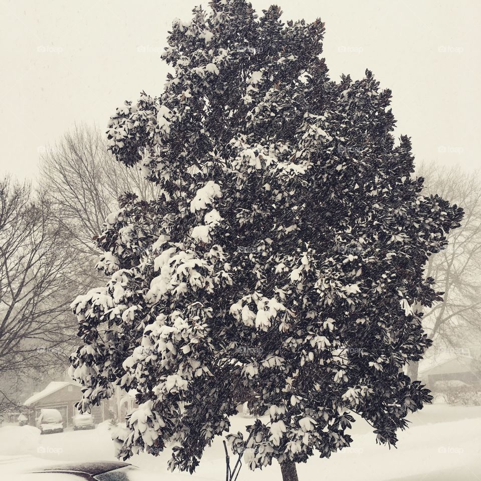 Megnolia Tree weathering the blizzard 2016