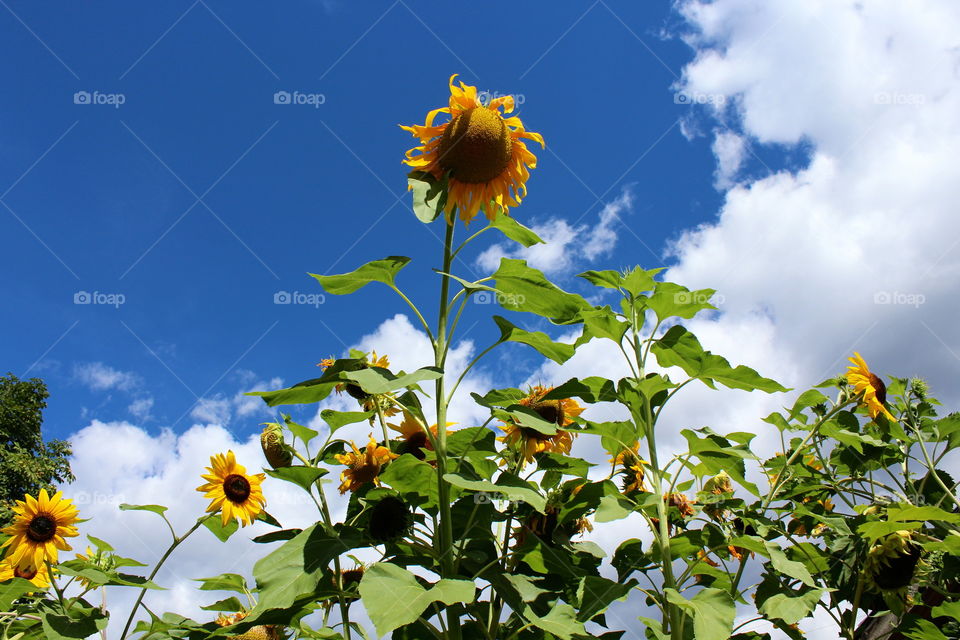 Sunflower sky