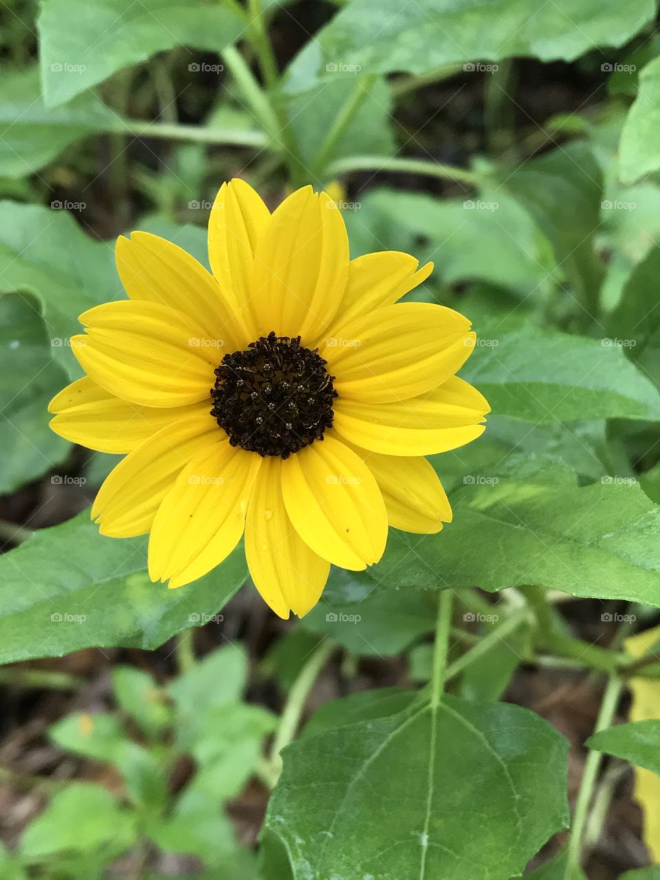 Happy little daisy 