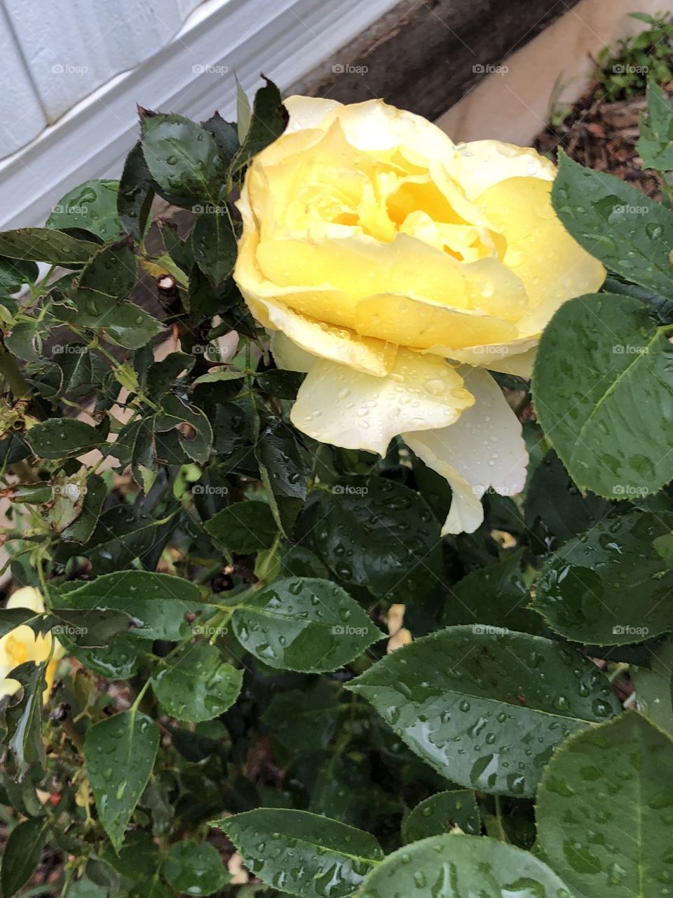 Full view of yellow rose after the rain
