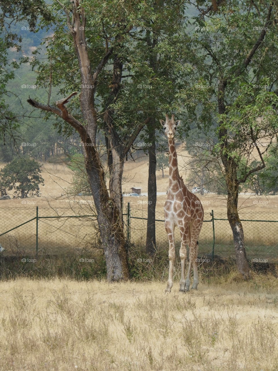 Animals at A park in Southern Oregon 