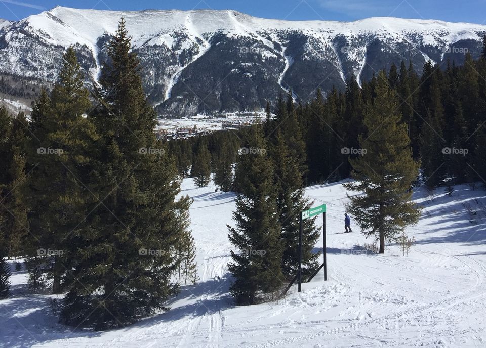 Pine trees on ski slope 