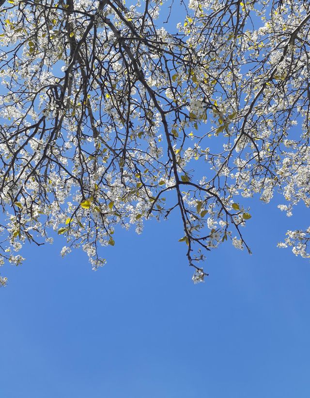 Spring is in the Air