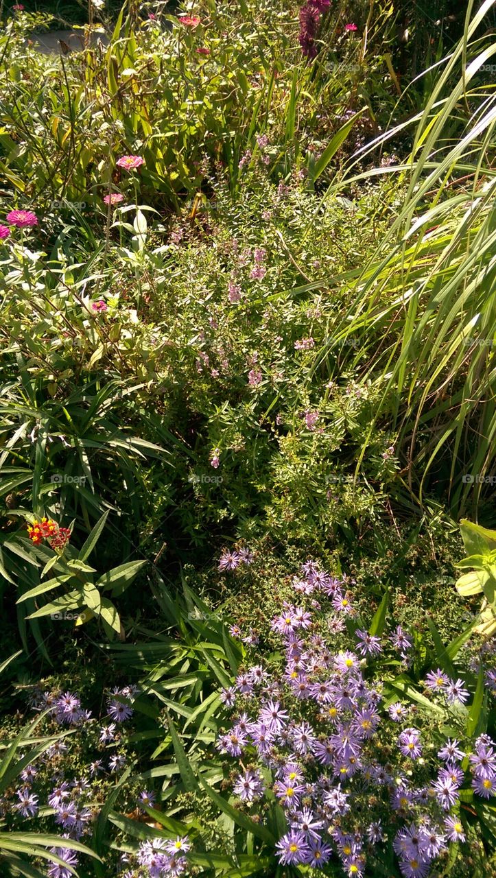 Flower, Nature, Summer, Flora, Blooming