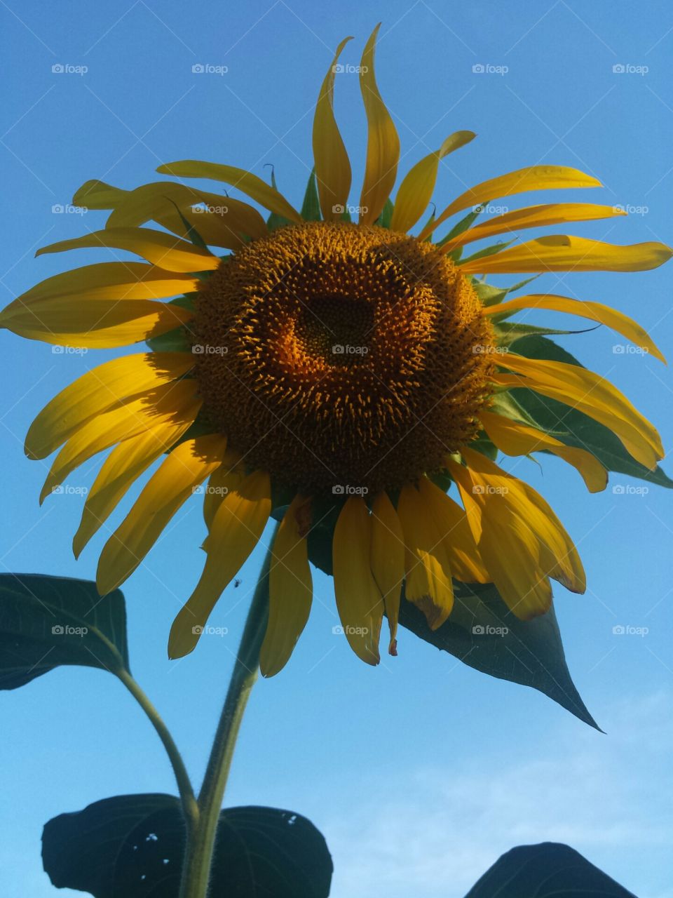 morning sunflower