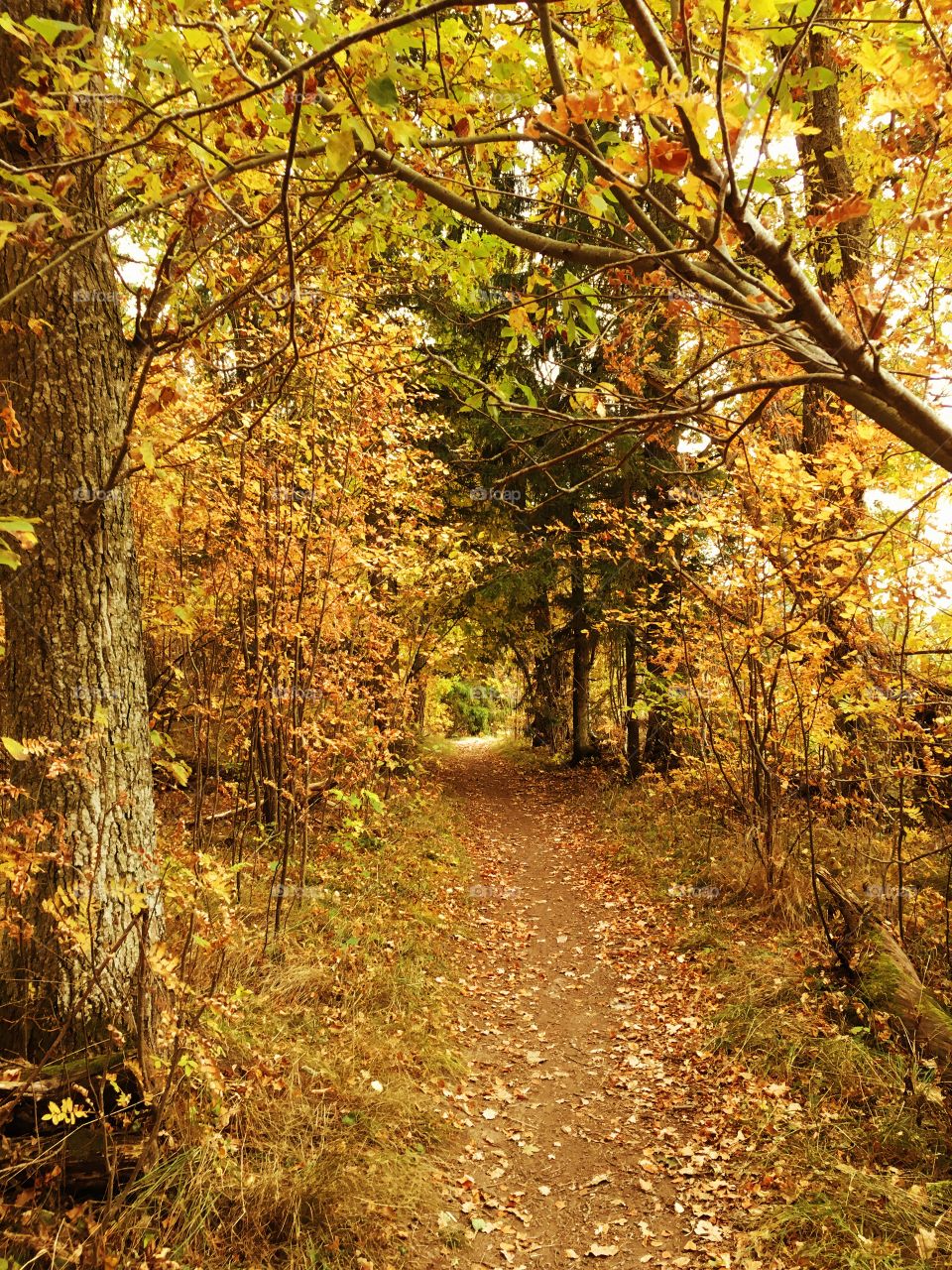 View of autumn trees in forest