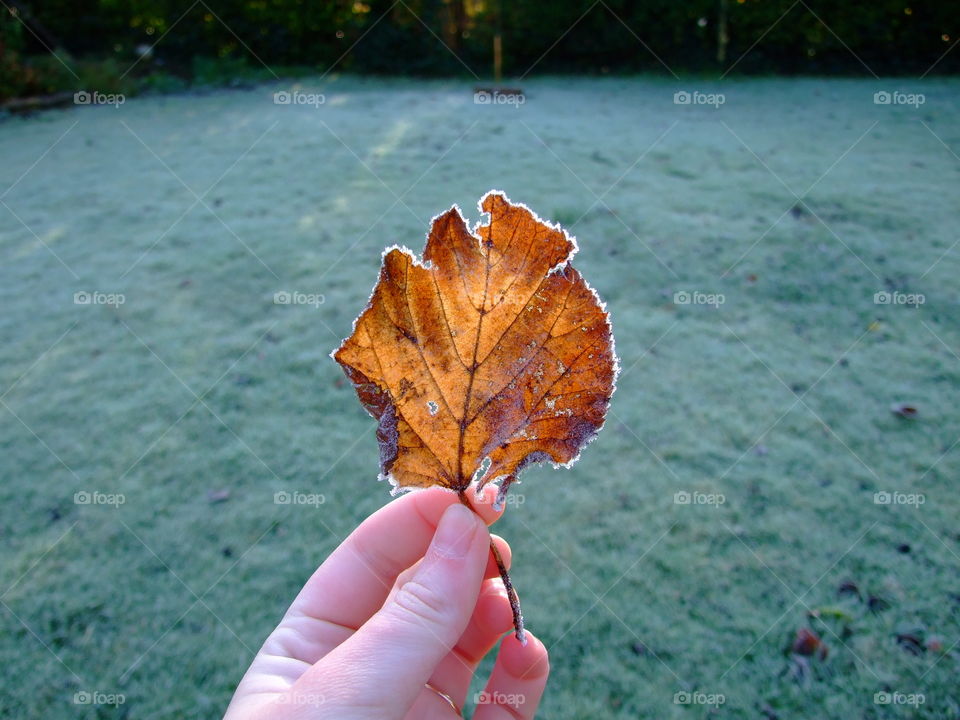 Holding a brown, frosty leaf