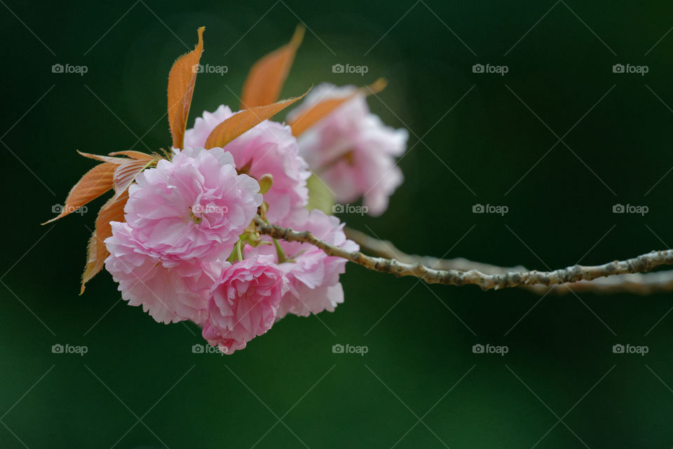 Pink yaezakura cluster