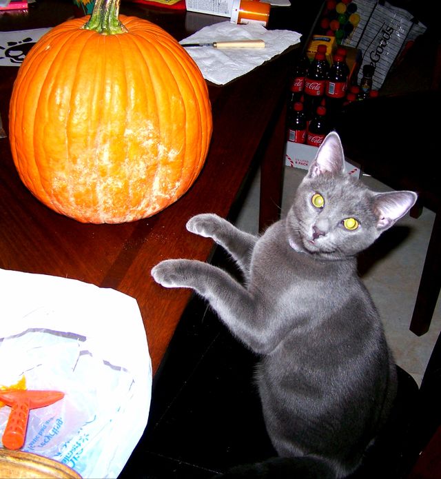 Helpful kitty