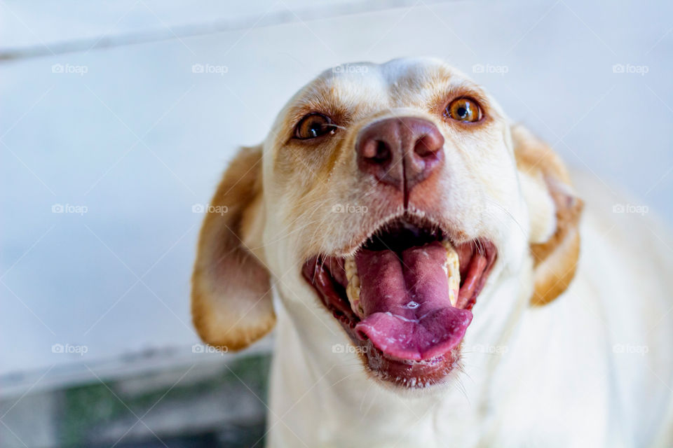 My Madonna. I love my pet!