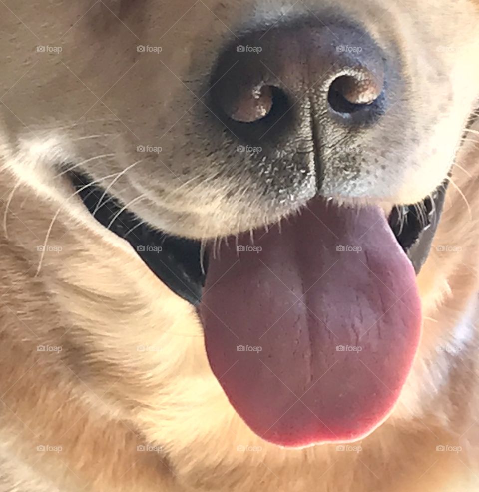 Macro of yellow lab mouth, nose, tongue 