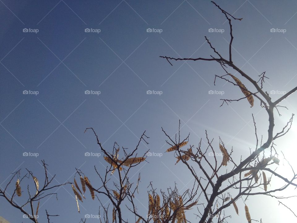 Sky with old tree over sky