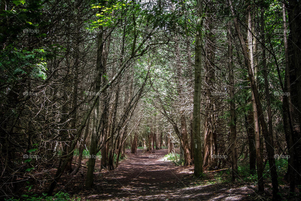 Pathway in a coniferous forest