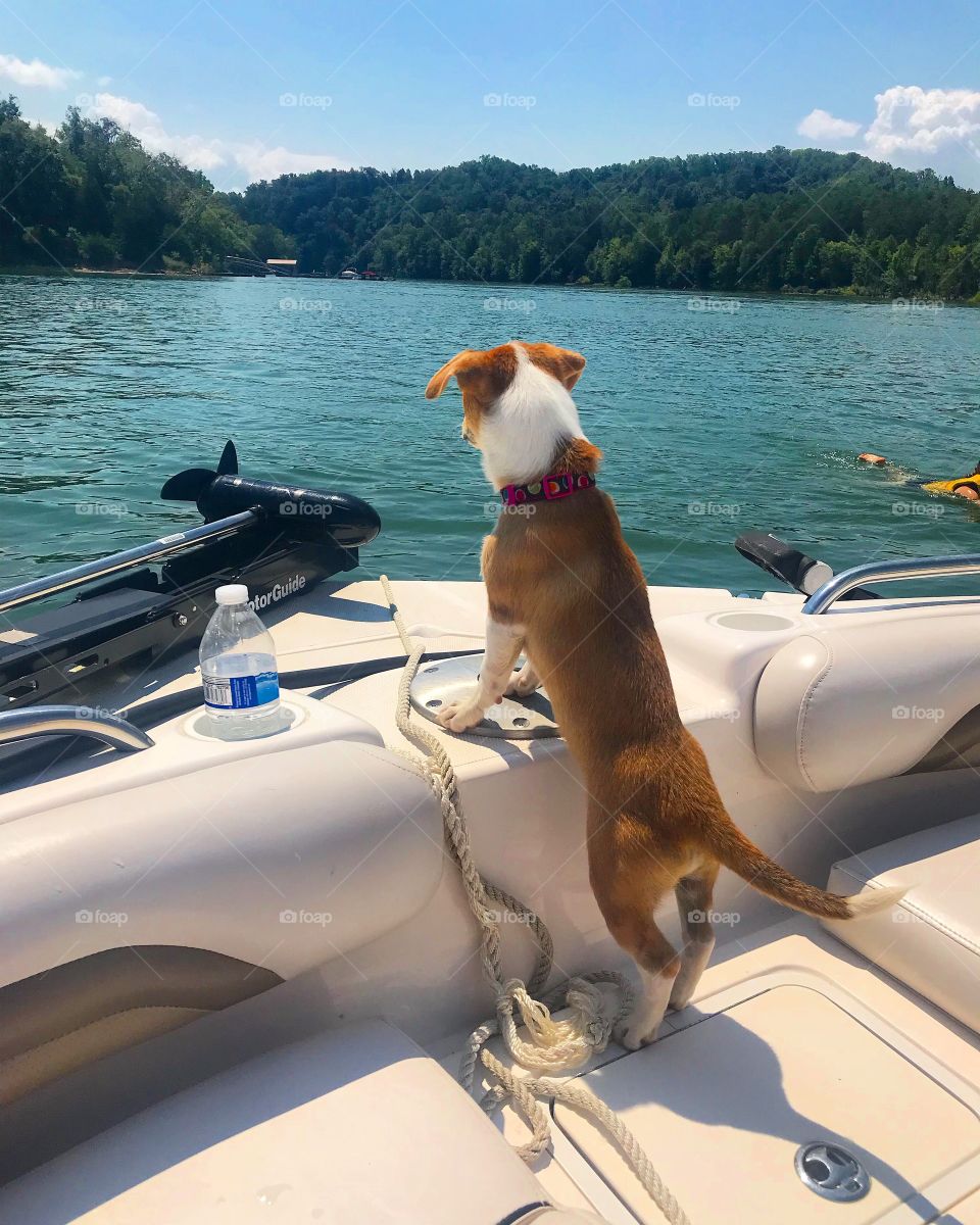 Dog, Water, Travel, Canine, Lake