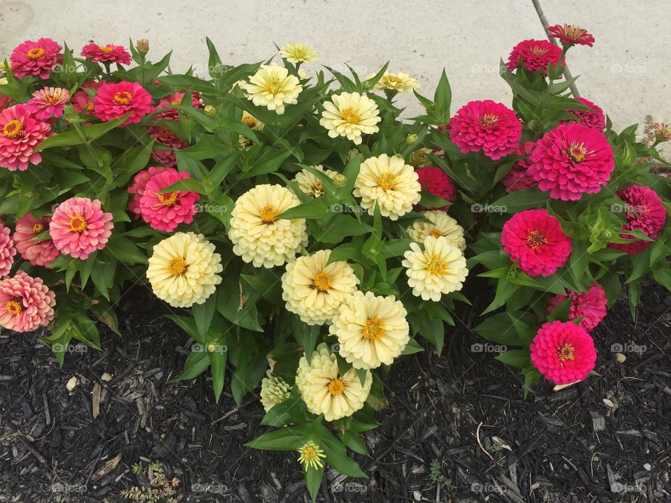 Zinnias