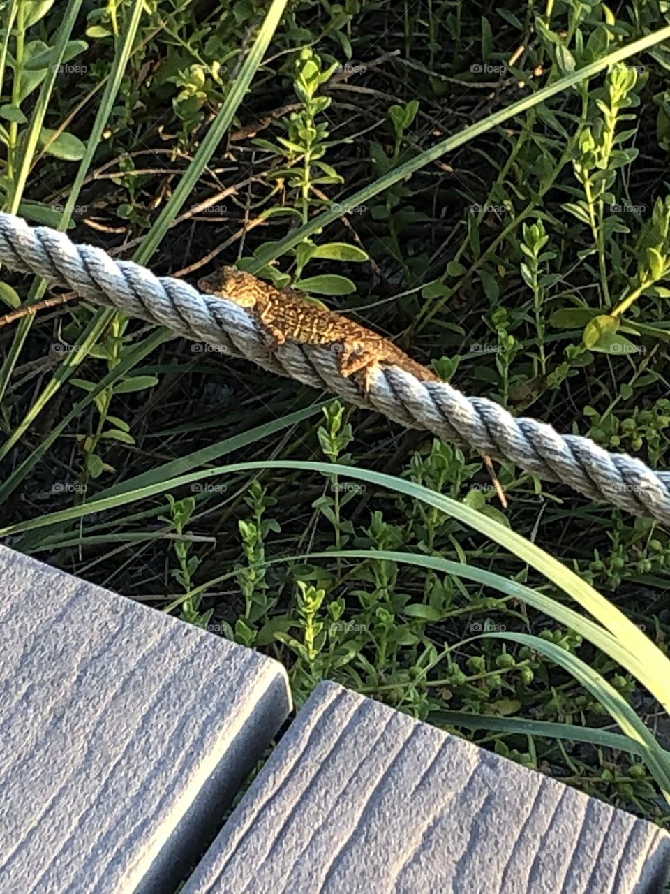 Lizard sunning on rope