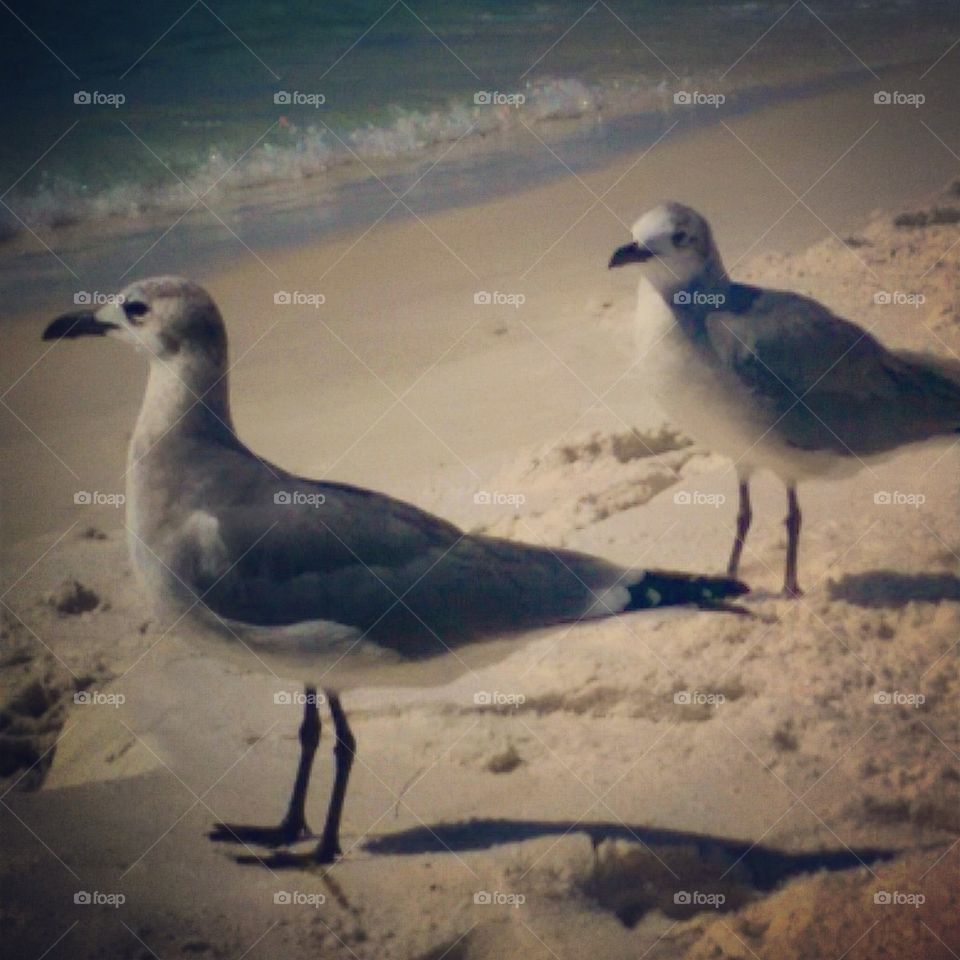 Seagulls 