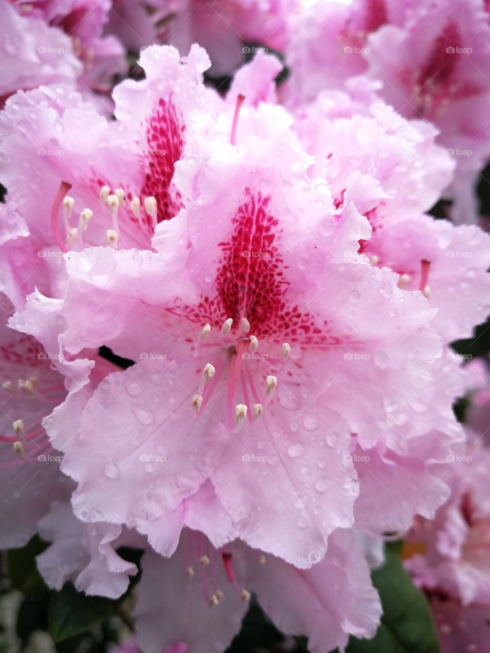 Rhododendron