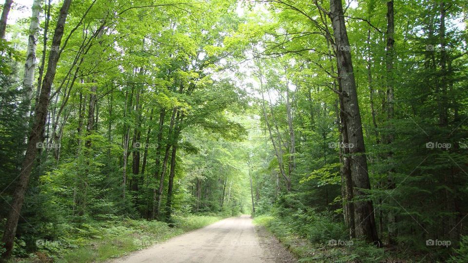 Dirt road with canopy