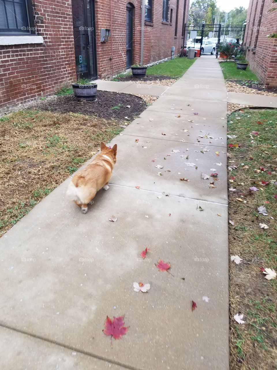 leaves on the sidewalk