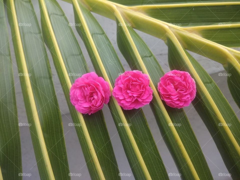 Three happy small roses!!! 😍 🌹🌹🌹💝