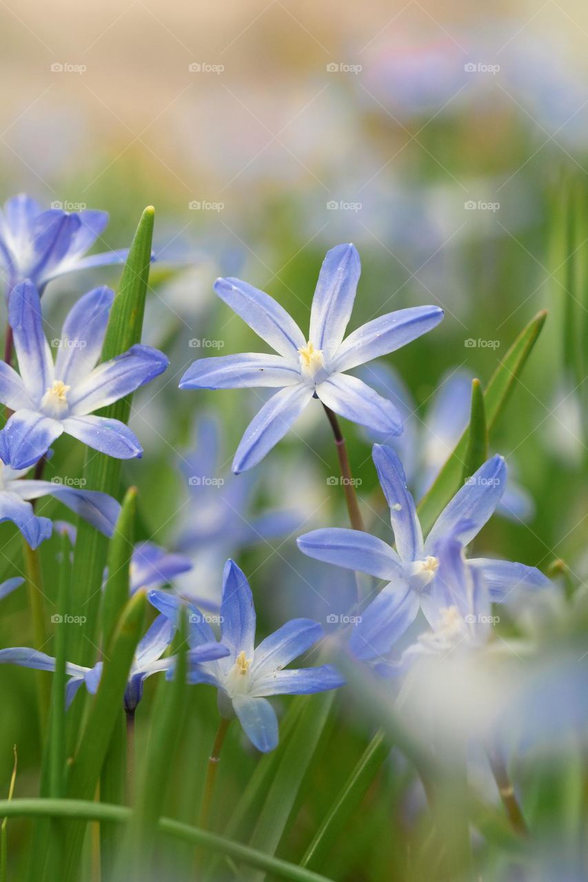 Closeup of flowers 