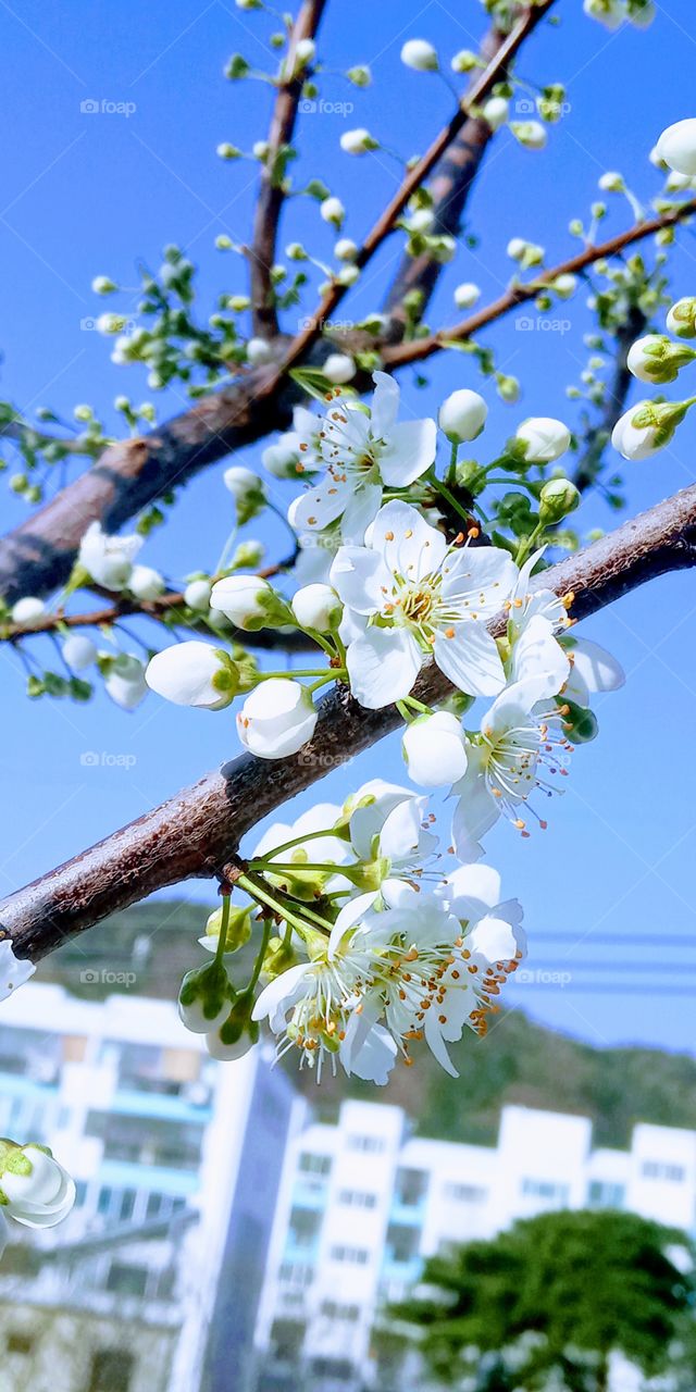 the cherry flower under the blue sky