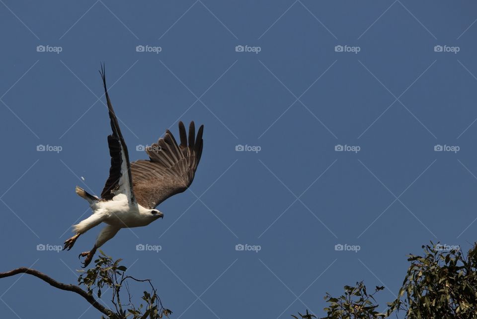 White-breasted Sea Eagle