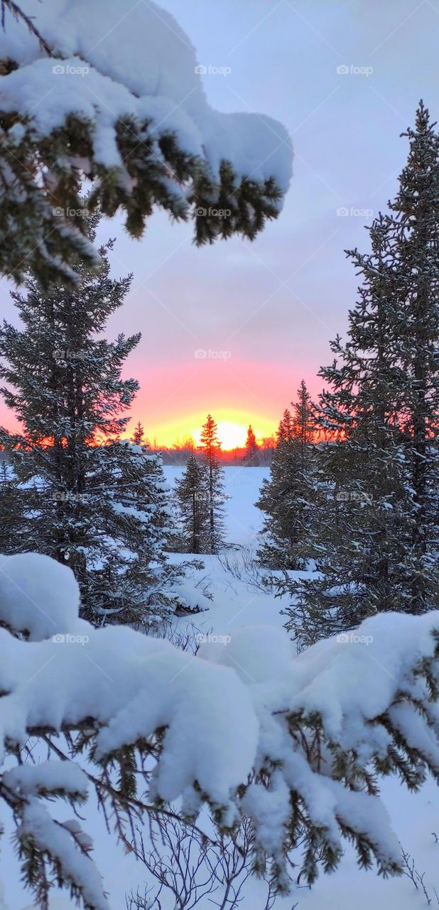 Winter,winter dawn,winter sunset,winter evening,winter night,sunset in Christmas trees,trees,green,winter,cold,north,winter silence,snow