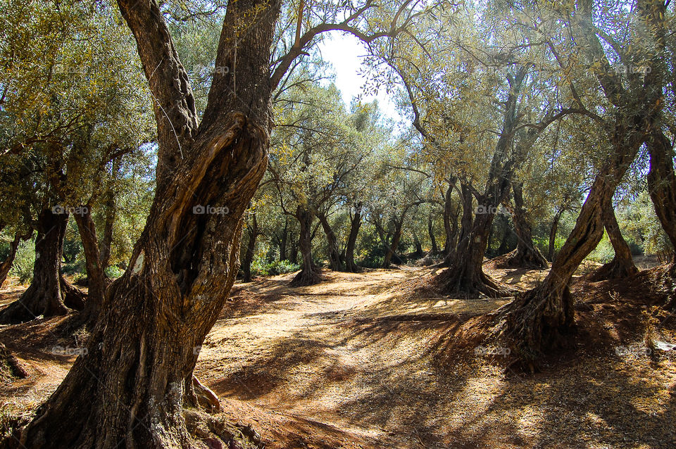 Woods around Demnate and Imi n Ifri. On our way in Morocco