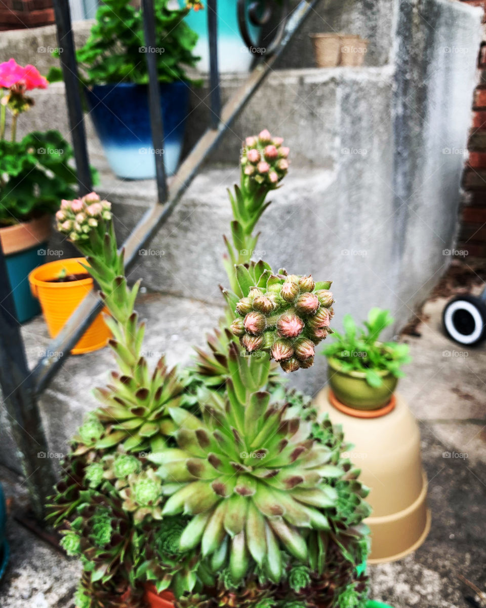 Succulent plant ready to  bloom 