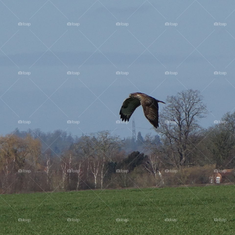 Red kite in flight